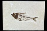 Fossil Fish Plate (Diplomystus) - Wyoming #111266-1